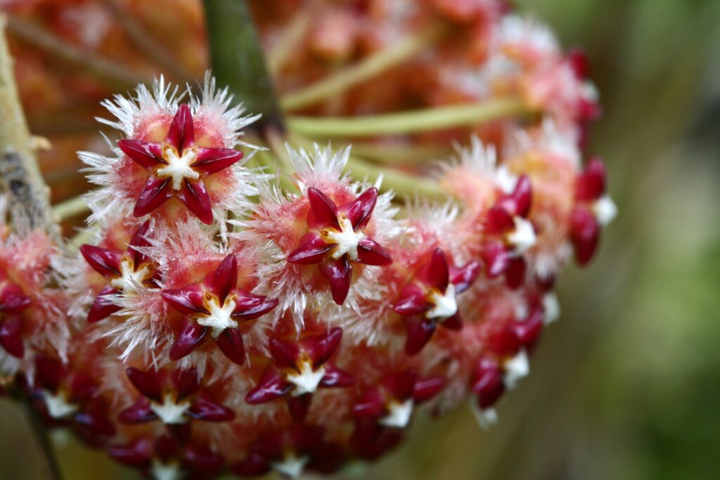 Hoya mindorensis flowers