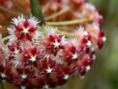 A How to Propagate Hoya Plants