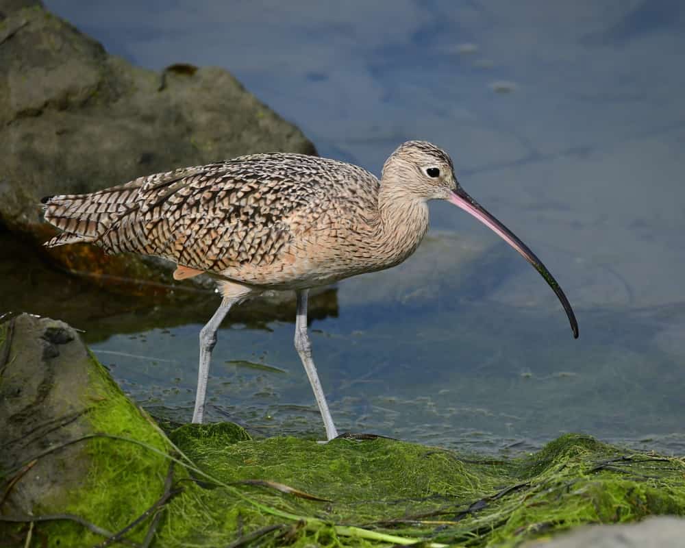 Zarapito de pico largo