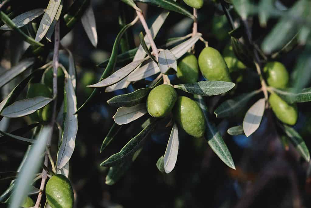Olea europaea olive tree green immature fruits close up