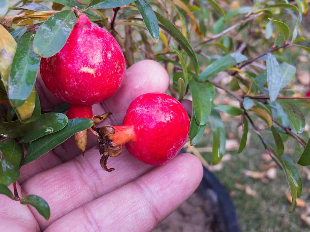 Fresh dwarf pomegranate fruit on tree