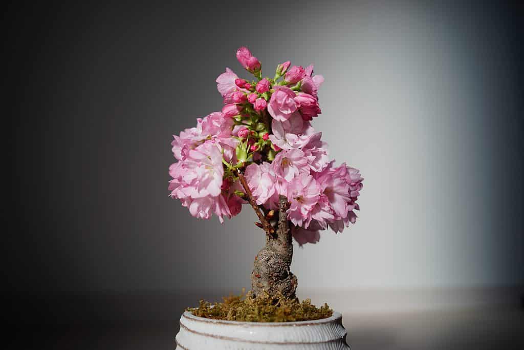 A tiny cherry blossom bonsai loaded in large blooms