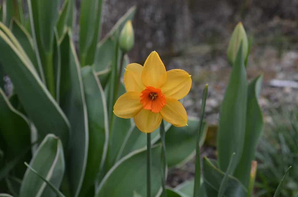 'Kedron' Jonquil Daffodil