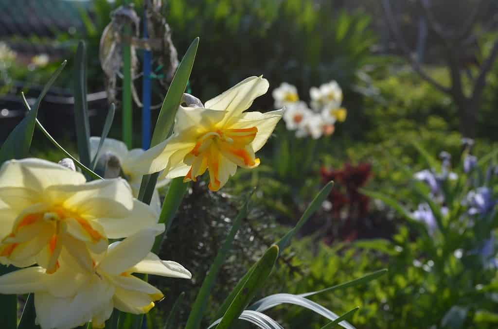 'Sorbet' Split-Cupped Papillion Daffodils