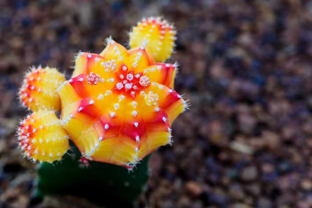 The bright colors of the moon cactus, like this red and yellow plant, are stunning!