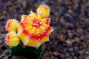 5 Types Of Cacti Succulents Picture