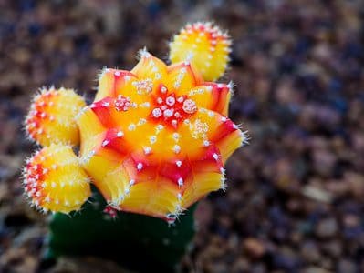 A 5 Types of Cacti Succulents