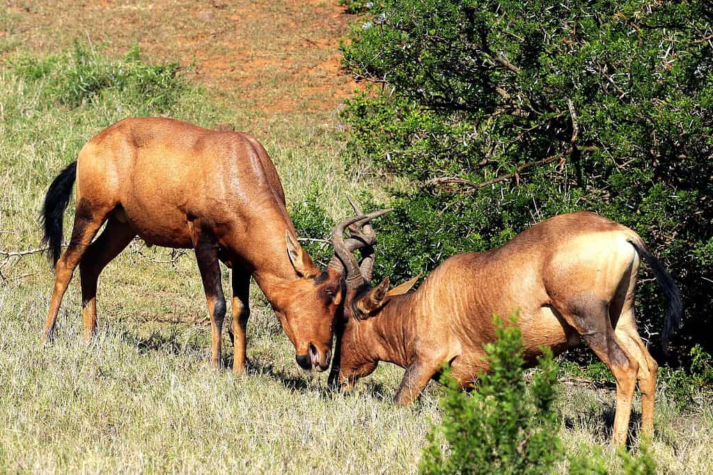 Two male hartebeest fighting