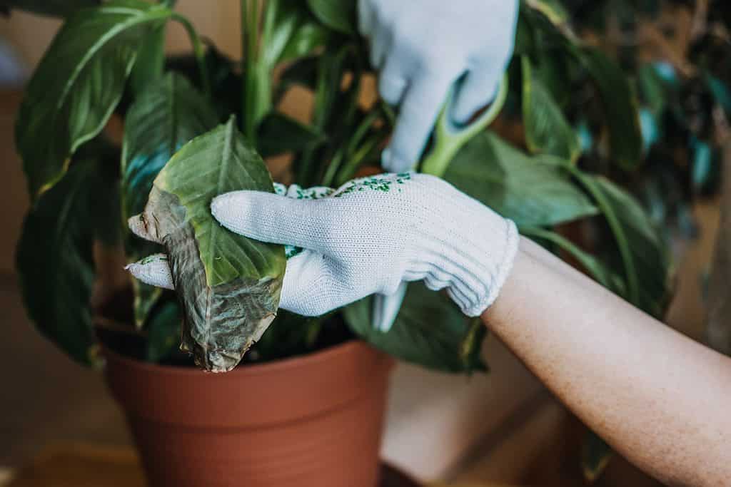 An individual with gloves pruning a plant with brown, dead leaves