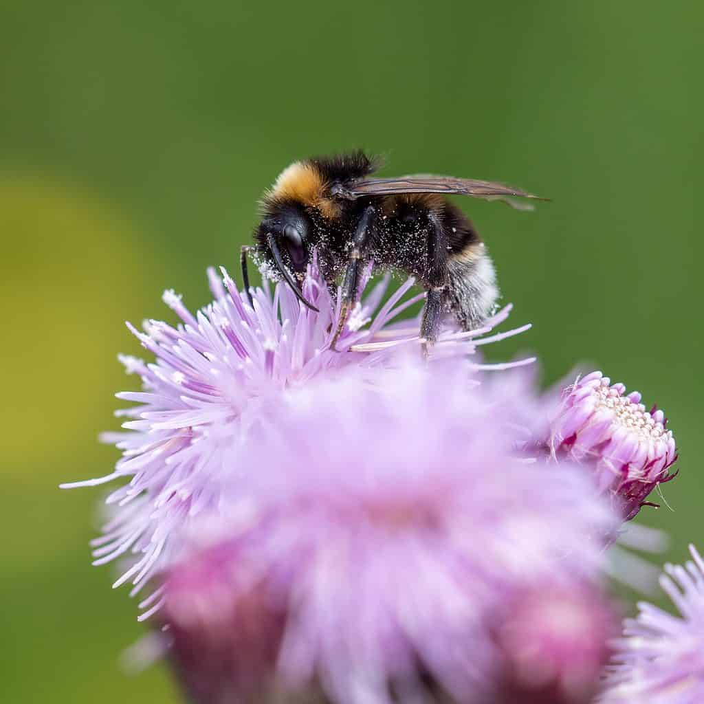 A male vestal bumblebee (Bombus vestalis) seen foraging on knapweed in June