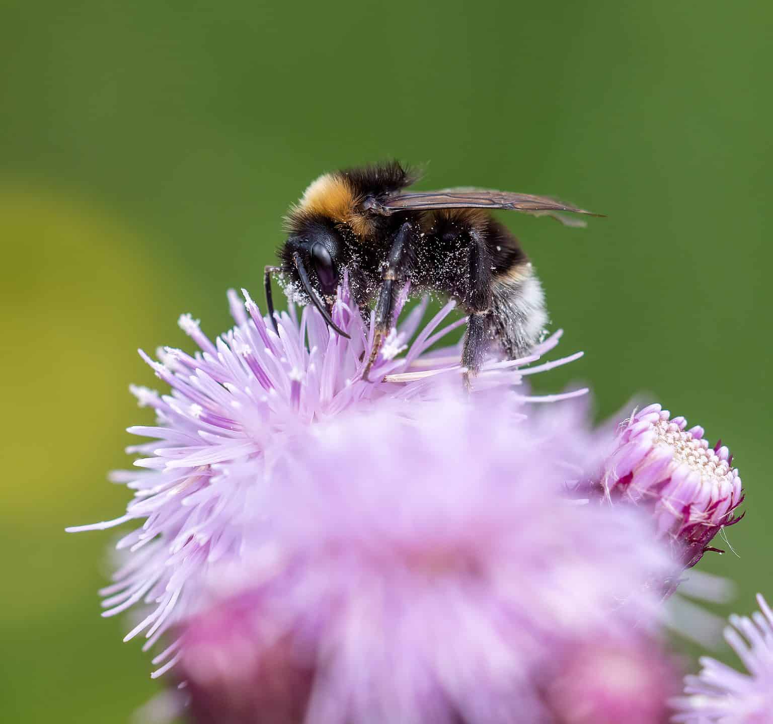 Vestal Cuckoo Bumblebee Animal Facts - Bombus vestalis - A-Z Animals