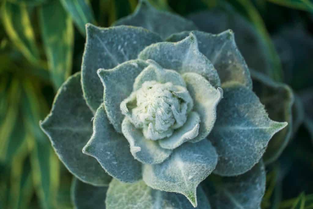 A closeup of Echeveria prolifica