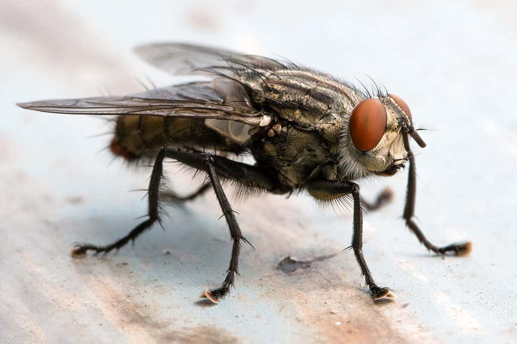 True flies have a single set of wings. Their hind wings are modified into a set of small organs known as halteres which are used for balance.