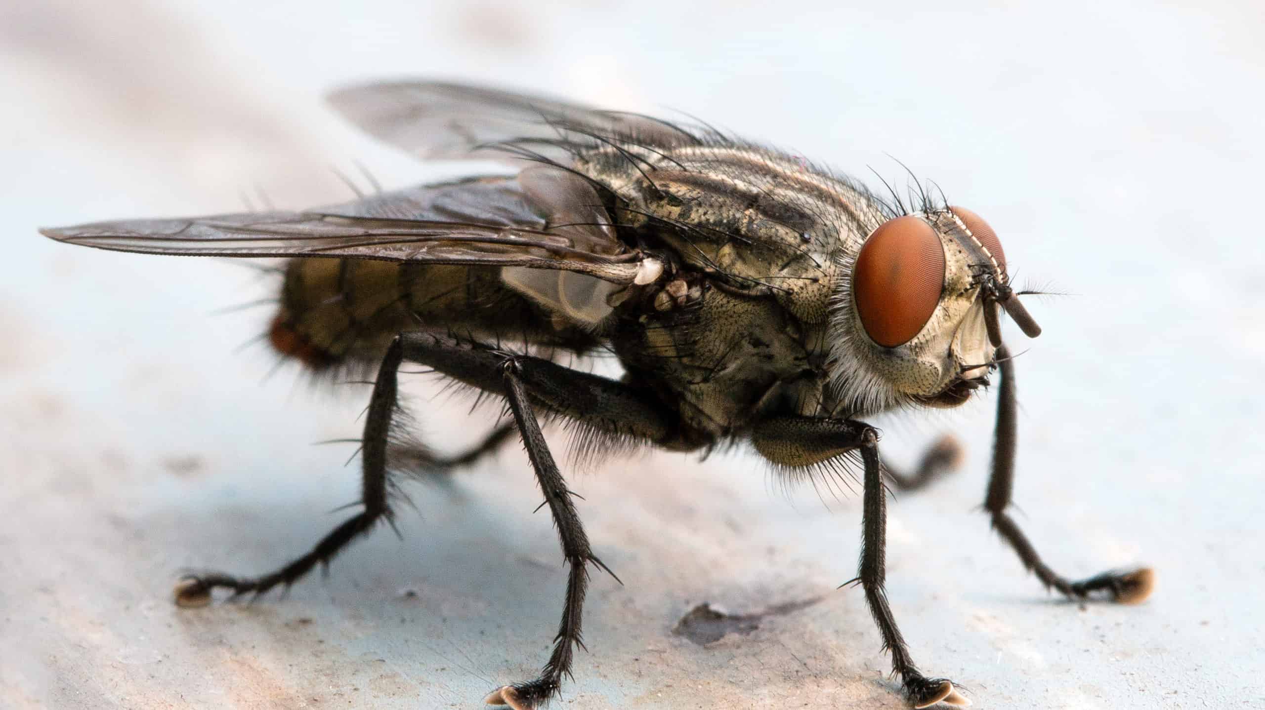 How to Get Rid of Flies Outside Instantly - A-Z Animals