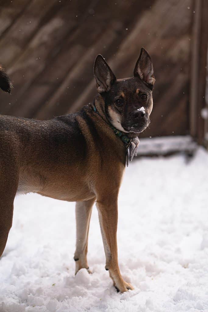 Shug in the snow