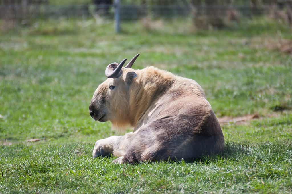 Sichuan Takin (Tibetan Takin) lying in the grass.