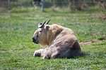 Sichuan Takin