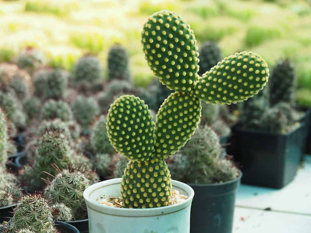 Many cacti succulents, such as this bunny ear cactus, make great potted plants.