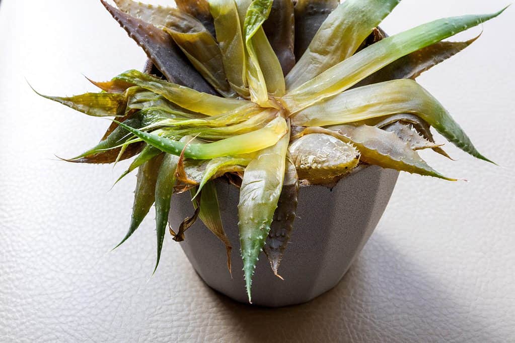 Dying aloe vera plant