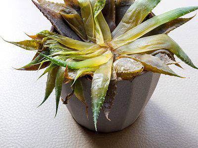 A How to Save a Succulent: Common Problems and Solutions