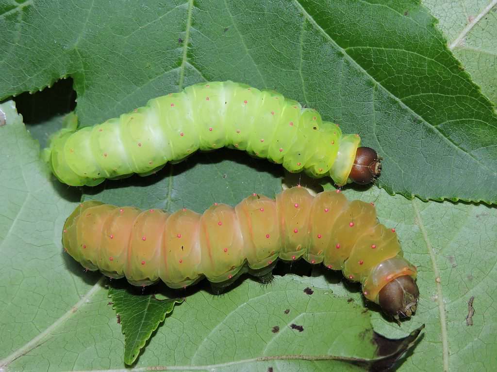 Two Luna Moth caterpillars are visible on a green leaf. The caterpillar in the top part of the frame is green with tiny orange dots. The caterpillar beneath it is brown are preparing to pupate.