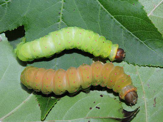 Kater Insect Caterpillar Animal Facts - Lepidoptera - A-Z Animals