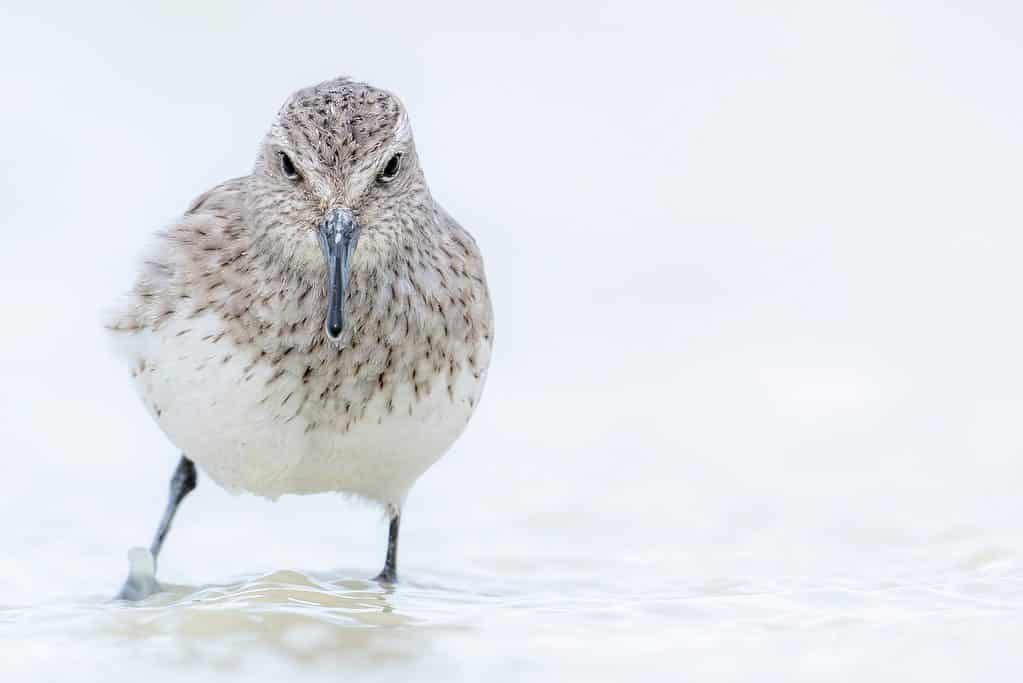 White-Rumped Sandpiper