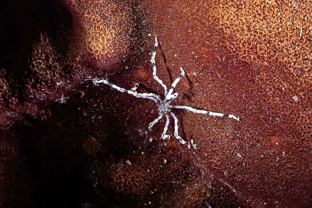 Ocean Spider Discovered