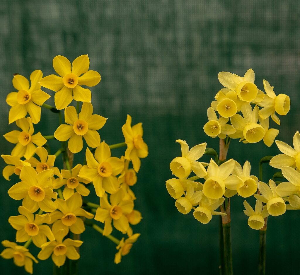 'Angel's Whisper' Triandrus Daffodils
