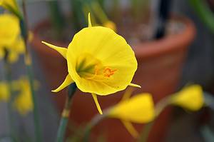 5 Types of Bulbocodium Daffodils Picture