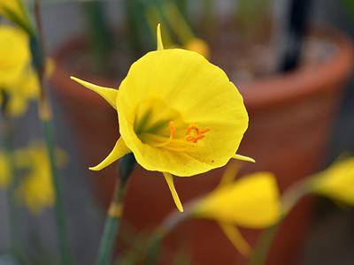 A 5 Types of Bulbocodium Daffodils