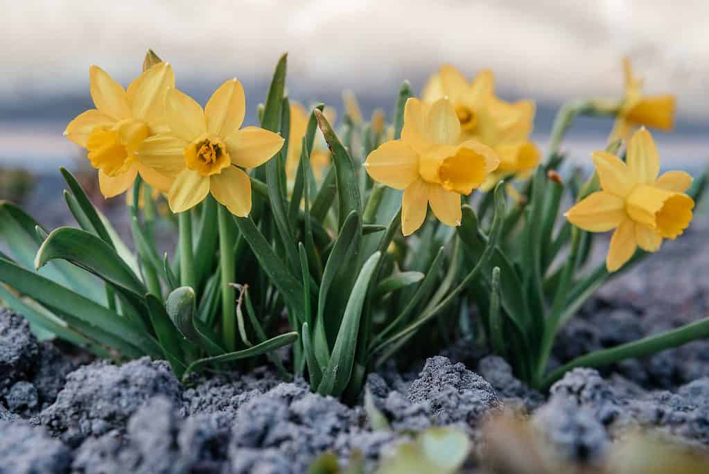 Dwarf or Miniature Daffodils