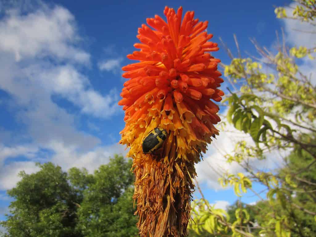 Red hot poker aloe (Aloe aculeata) flower