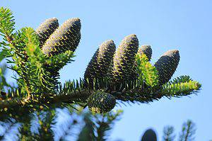 11 Incredible Trees Native to Spain - A-Z Animals