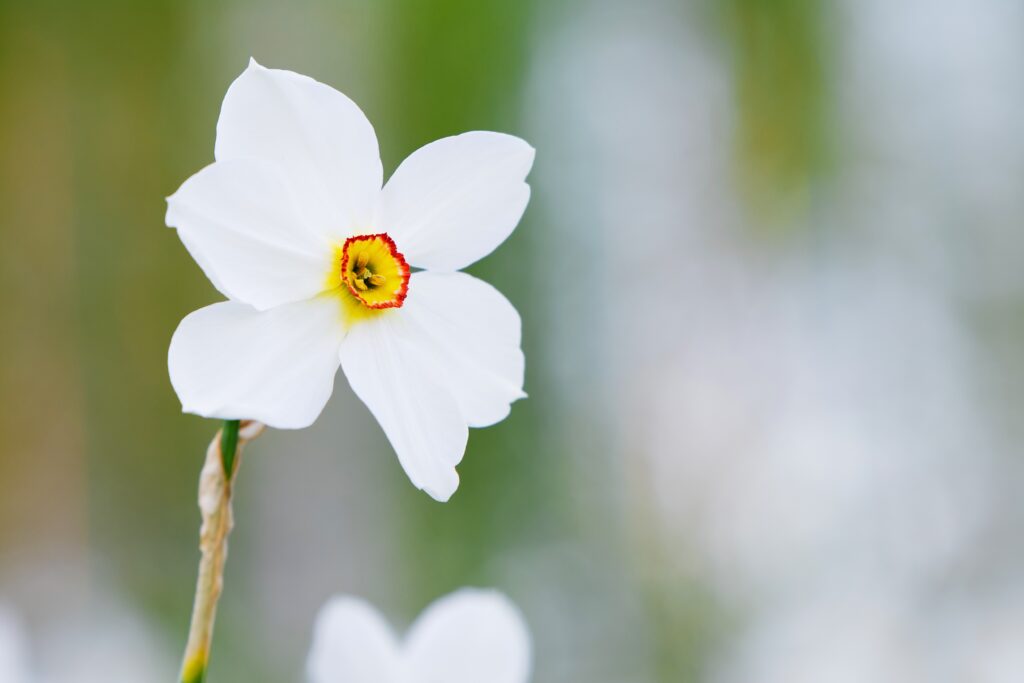 'Actaea' Poeticus Daffodil