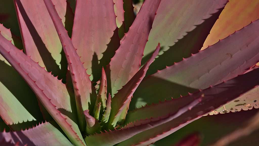 The red aloe displays green and red hues when it receives ample sunlight.