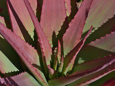 A 6 Types of Red Succulents