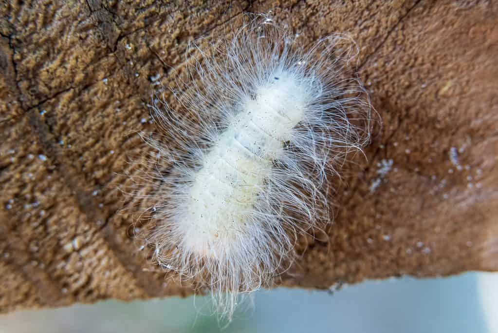 Macro of aBlack-waved flannel moth caterpillar (Megalopyge crispata), on a brown tree trunk. The caterpillar looks like a hairy Q-tip.