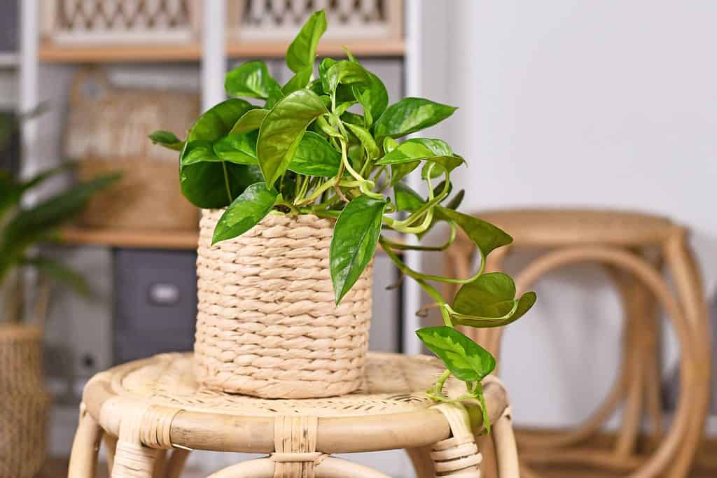 A closeup of tropical 'Epipremnum Global Green' pothos houseplant in flower pot on table in living room