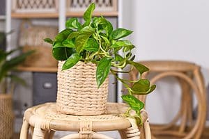 Global Green Pothos Picture