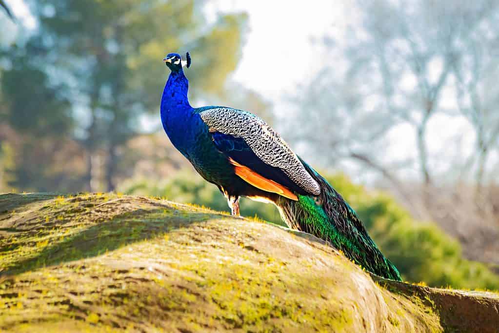 Indian peacock, showing its plumage from a hilltop, Sri Lanka, India. Peacock male, exotic blue and green bird from India. Peacock in the heights