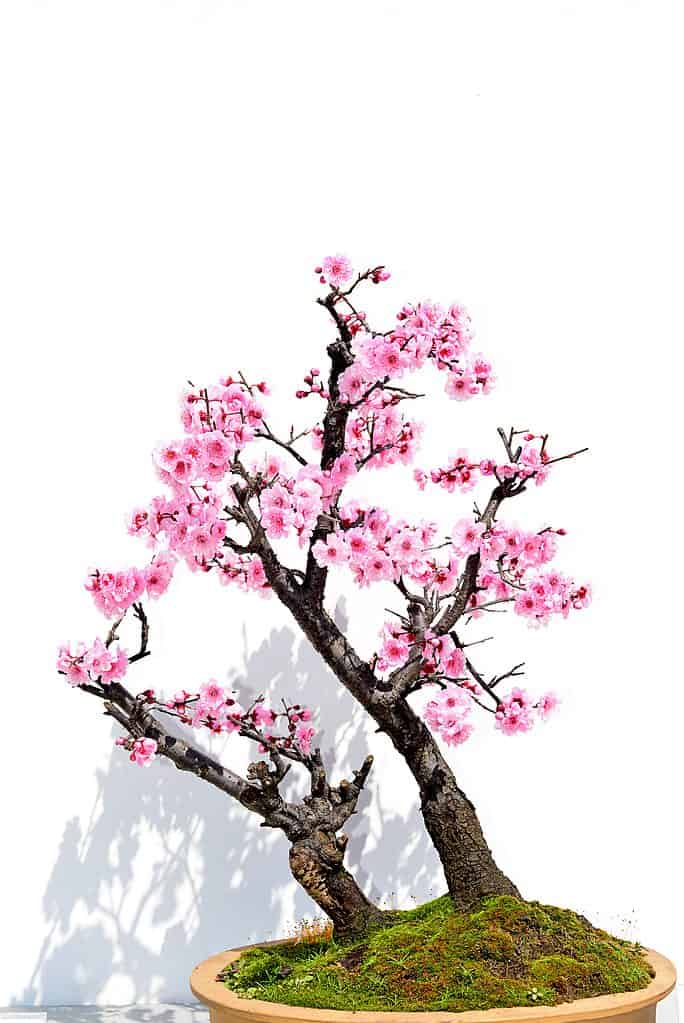 Cherry blossom bonsai in vibrant light