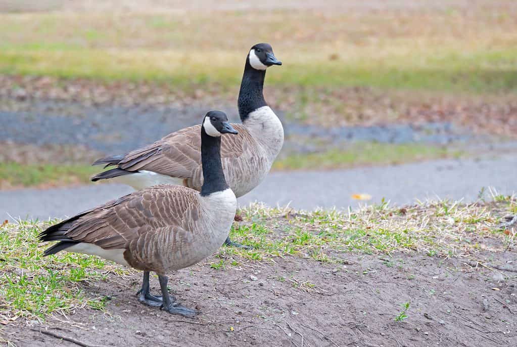 Canadian geese, Canada goose