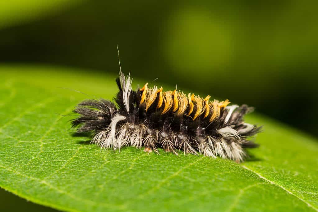 Macro if milkweed tussock caterpillar on a bright green leaf. Thecterpillars is quite fuzzy. It has whitish/gray hair protruding from the bottom part of its body. The middle is black, and the top is striped mpstlyorng with some gray and black. Looks like a parade float.