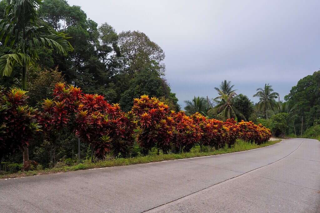 A row of petra crotons growing alongside an outdoor road