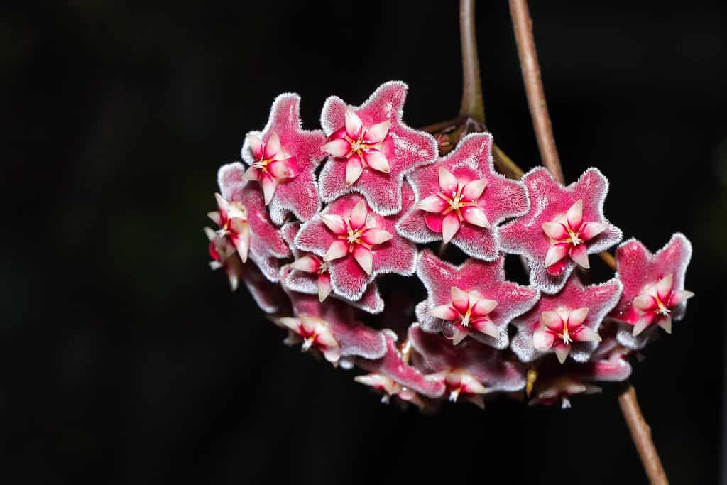 Hoya Wayetti flowers