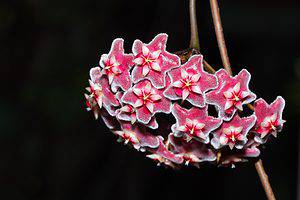 Narrowleaf Hoya: A Complete Guide Picture