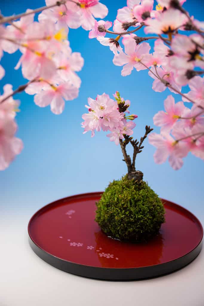 unusual cherry bonsai 