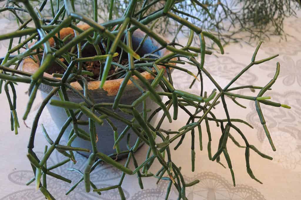 Hatiora salicornioides, dancing bones cactus