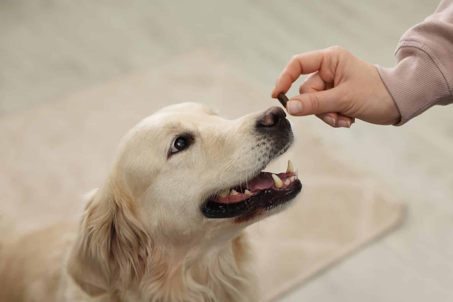 Proin Dosage Chart for Dogs Risks, Side Effects, Dosage, and More A